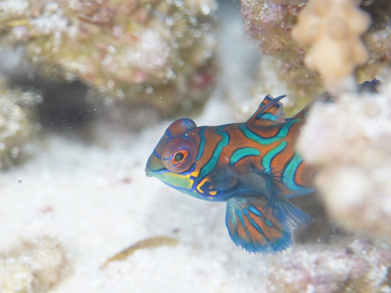 ニシキテグリ＠東京発マラパスクアダイビングツアー