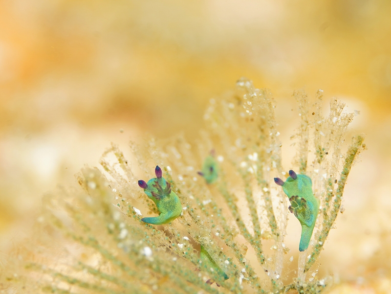 コミドリリュウグウウミウシ@東京発柏島ダイビングツアー