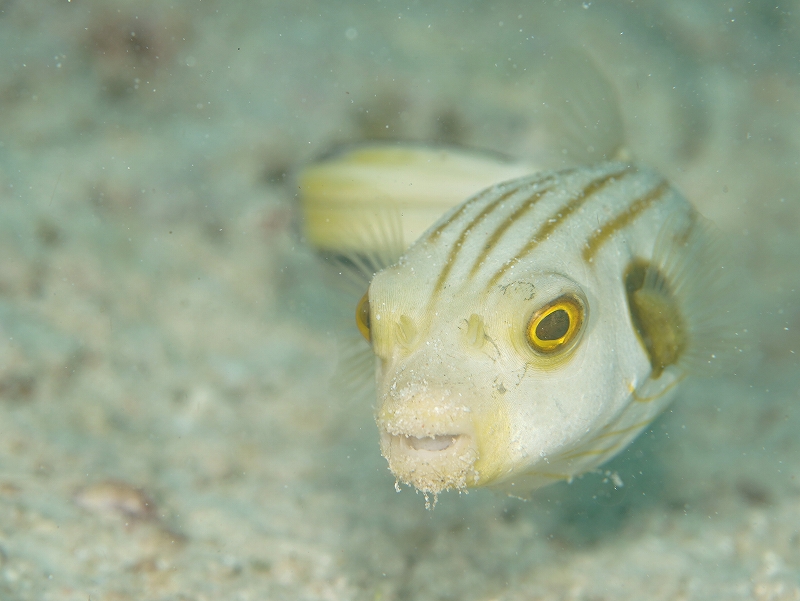 スジモヨウフグ＠東京発マラパスクアダイビングツアー
