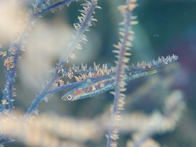スジグロガラスハゼ@東京発柏島ダイビングツアー