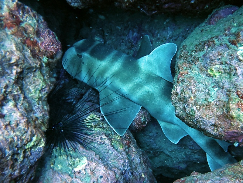 ネコザメ@須江ボートダイビングツアー