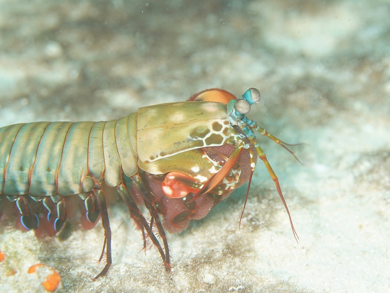 モンハナシャコ抱卵＠東京発マラパスクアダイビングツアー