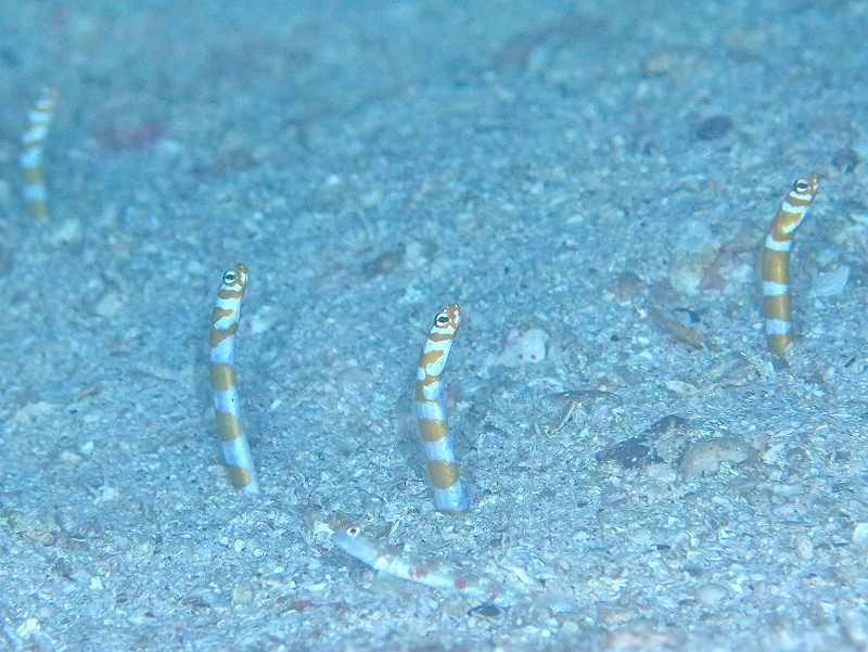 ニシキアナゴ＠東京発柏島ダイビングツアー