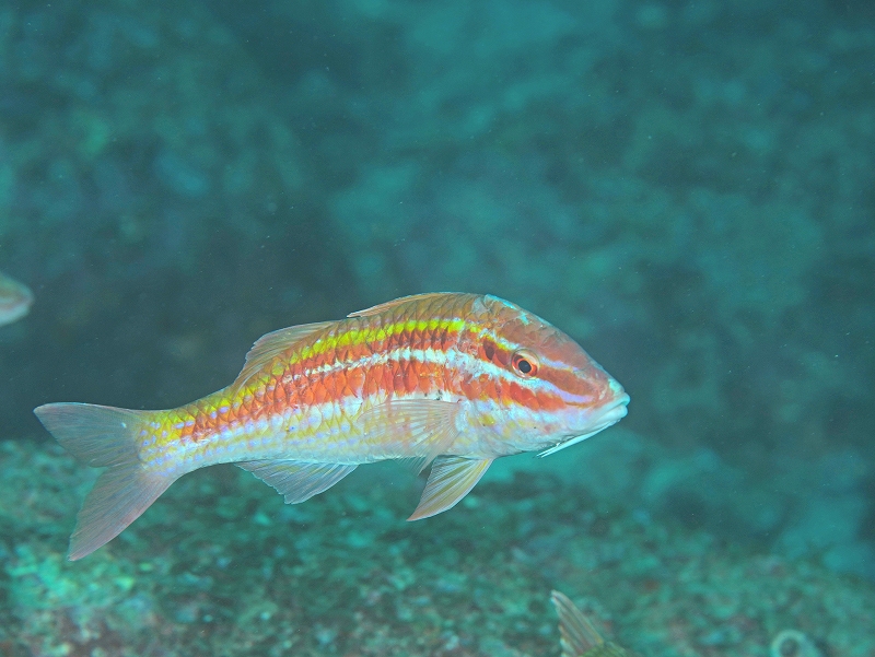 ミナベヒメジ@和歌山・串本ダイビングツアー