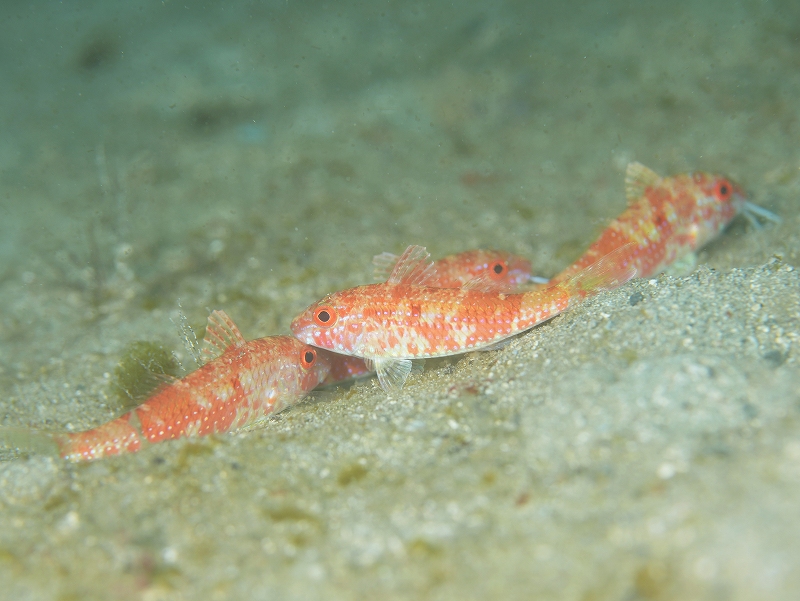タカサゴヒメジ@和歌山・串本ダイビングツアー