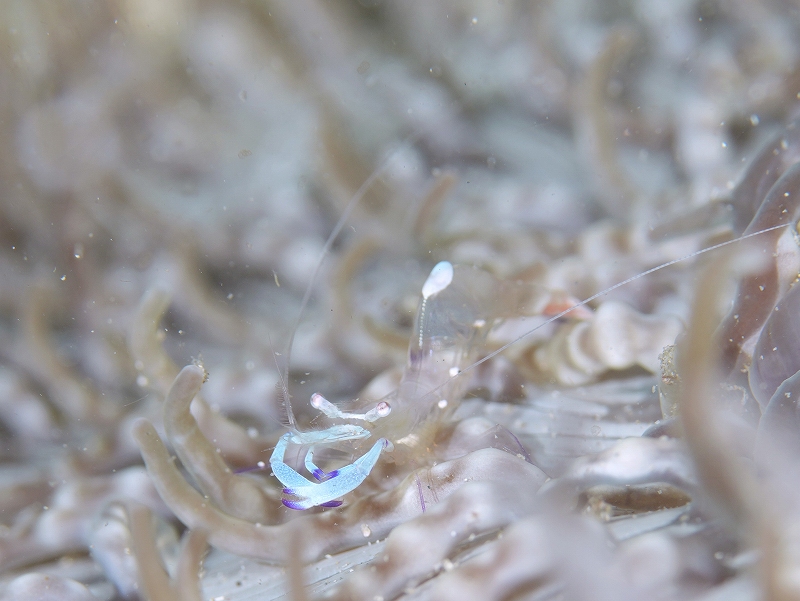 オドリカクレエビ@須江・内浦ビーチダイビングツアー