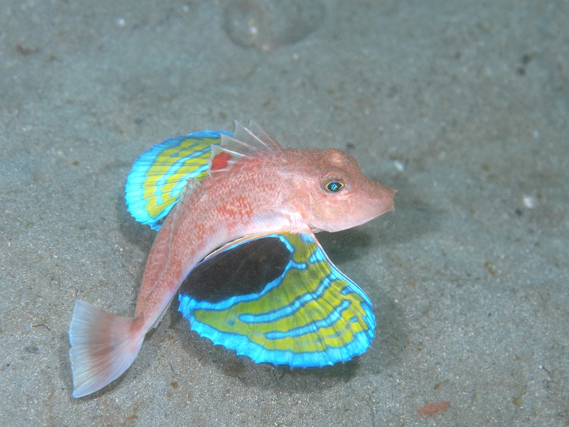 トゲカナガシラ@須江・内浦ビーチダイビングツアー