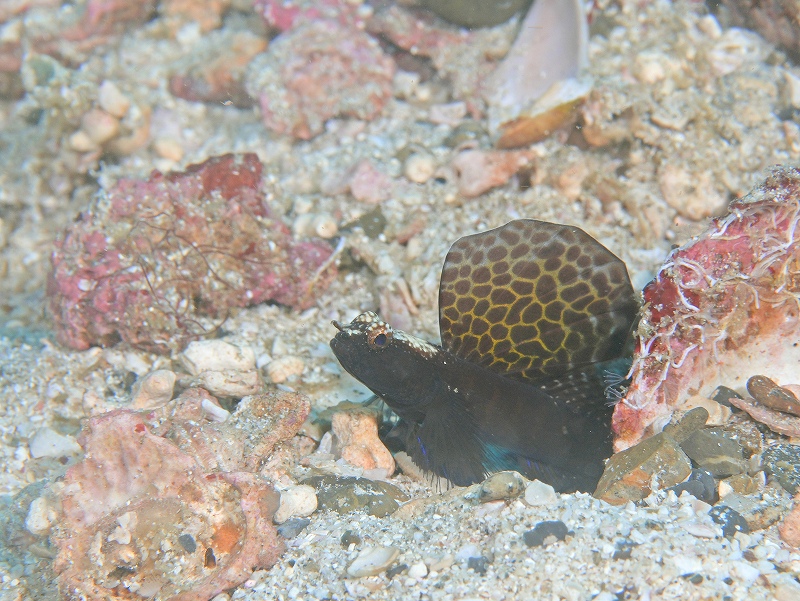 ホタテツノハゼ@東京発柏島ダイビングツアー