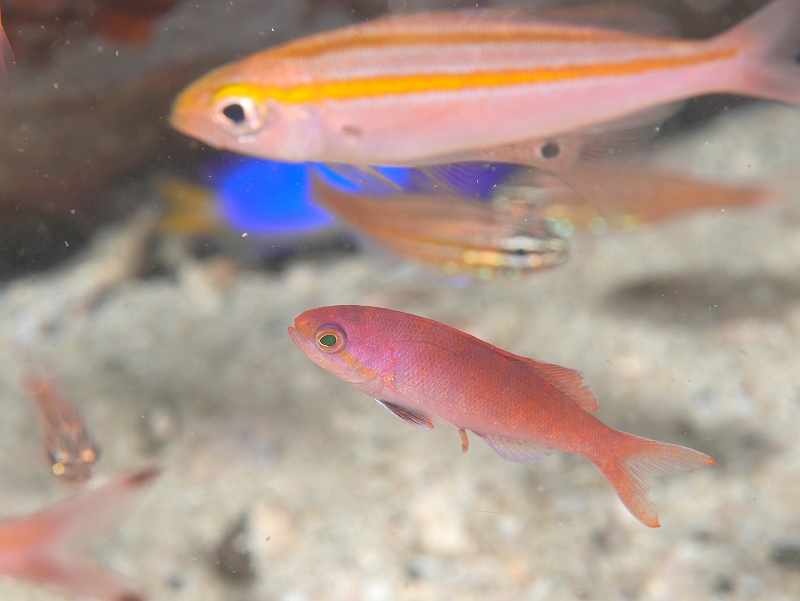 ホカケハナダイ@東京発柏島ダイビングツアー