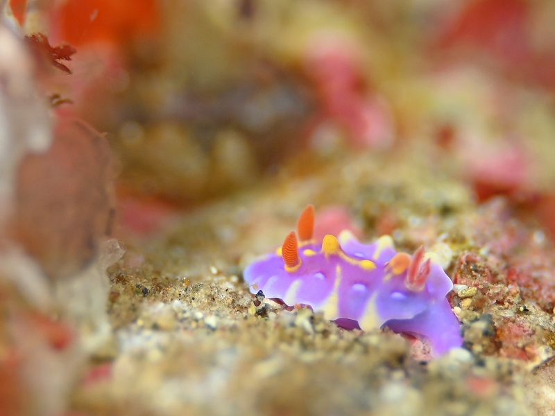 ミアミラウミウシ@北川ダイビングツアー