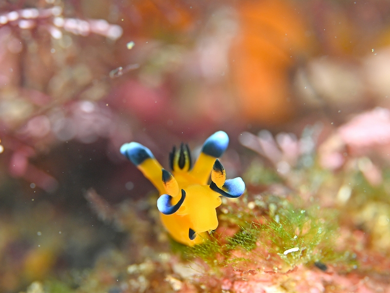 ピカチュー@北川ダイビングツアー