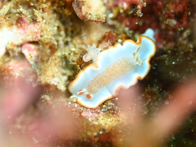 キャラメルウミウシ@北川ダイビングツアー