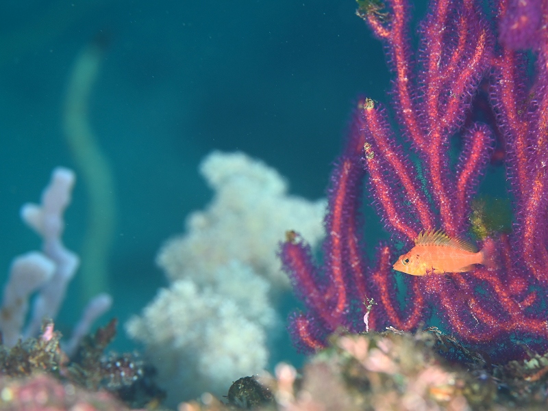 オキゴンベ@北川ダイビングツアー