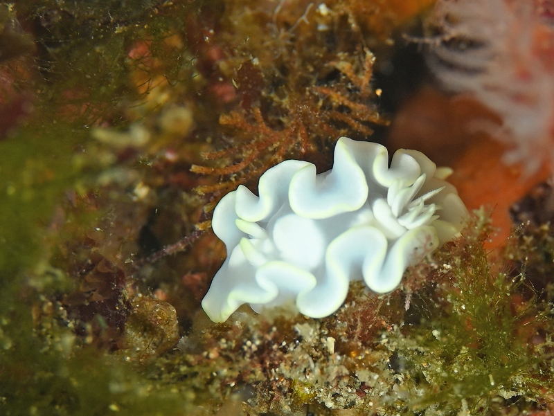 シロタエイロウミウシ@北川ダイビングツアー