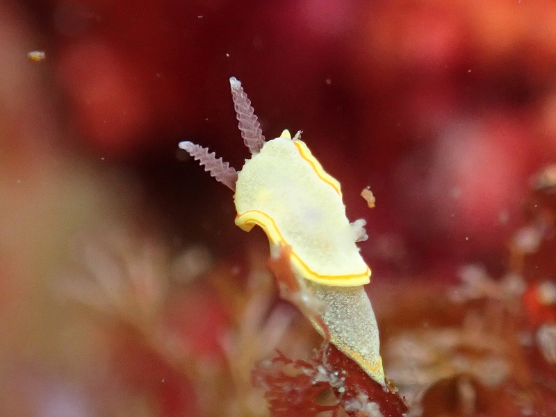 ミツイラメリウミウシ＠北川ダイビングツアー