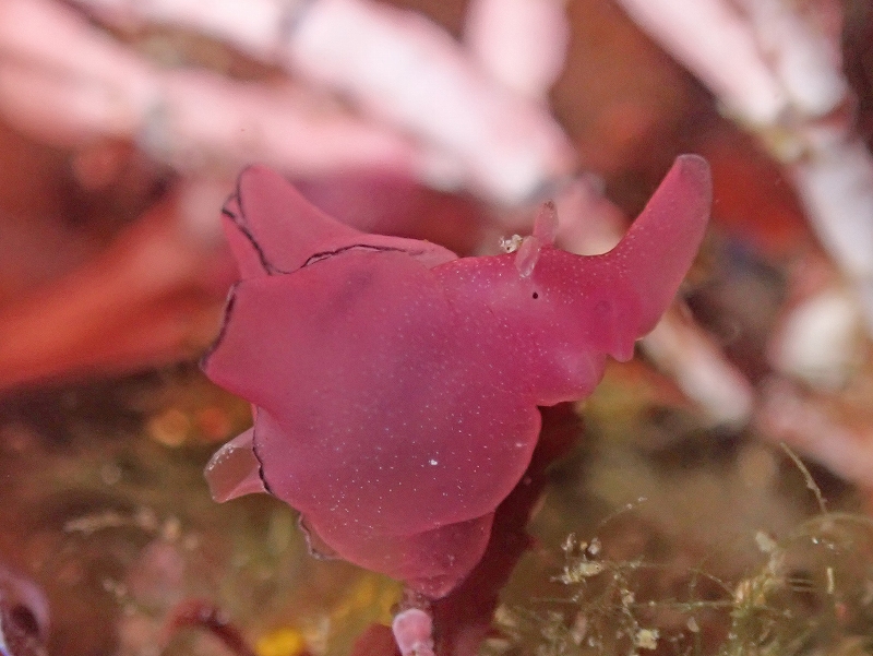 クロヘリアメフラシ幼体＠北川ダイビングツアー