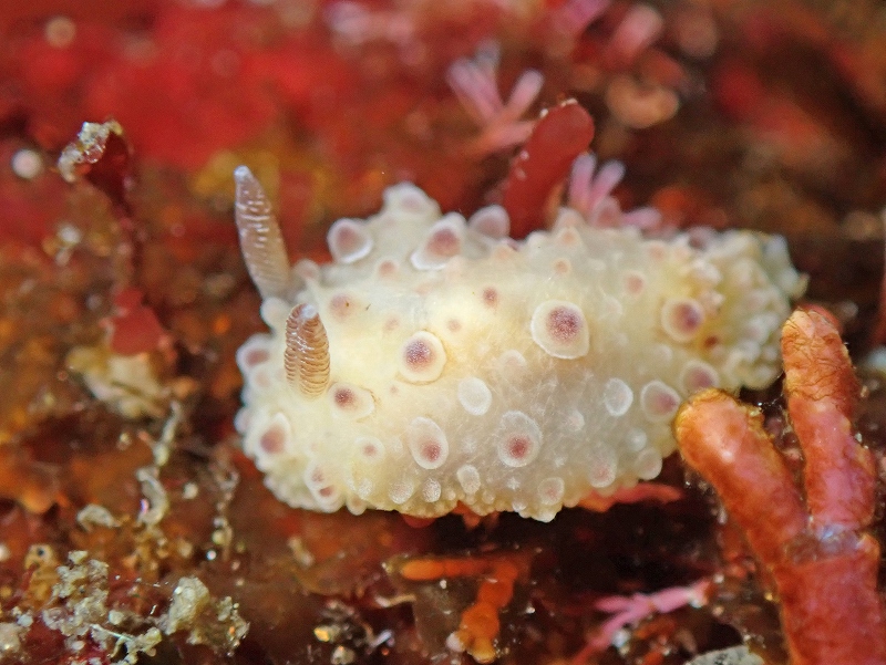 マンリョウウミウシ幼体？＠北川ダイビングツアー
