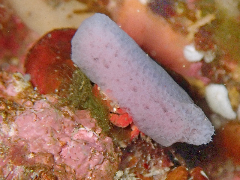 カイカムリ＠北川ダイビングツアー