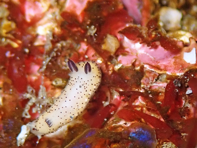 ゴマフビロードウミウシ＠北川ダイビングツアー