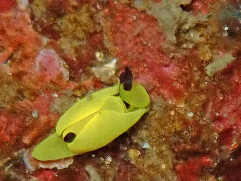 キイロウミコチョウ＠熱海ダイビングツアー