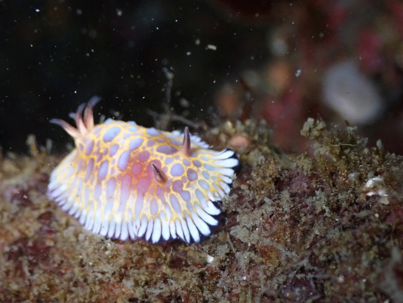 ボブサンウミウシ＠熱海ダイビングツアー