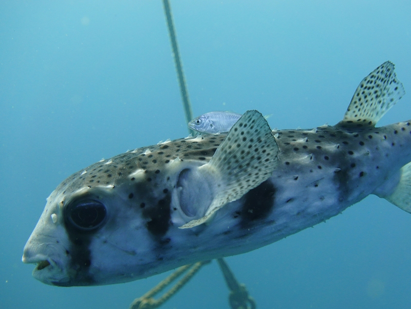 イシガキフグ＠北川ダイビングツアー