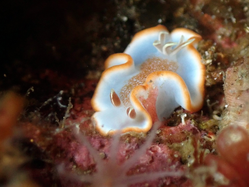 キャラメルウミウシ＠北川フォトダイビングツアー