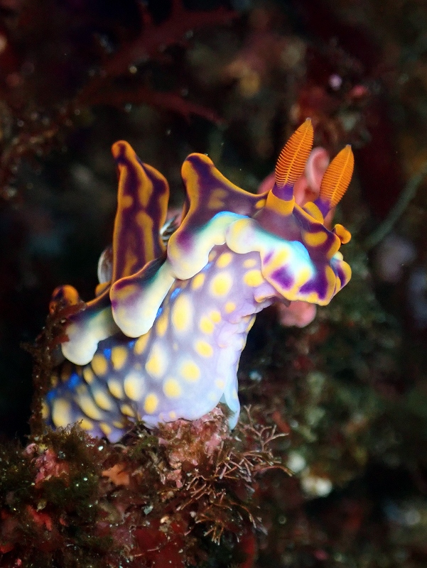 ミアミラウミウシ＠北川ダイビングツアー