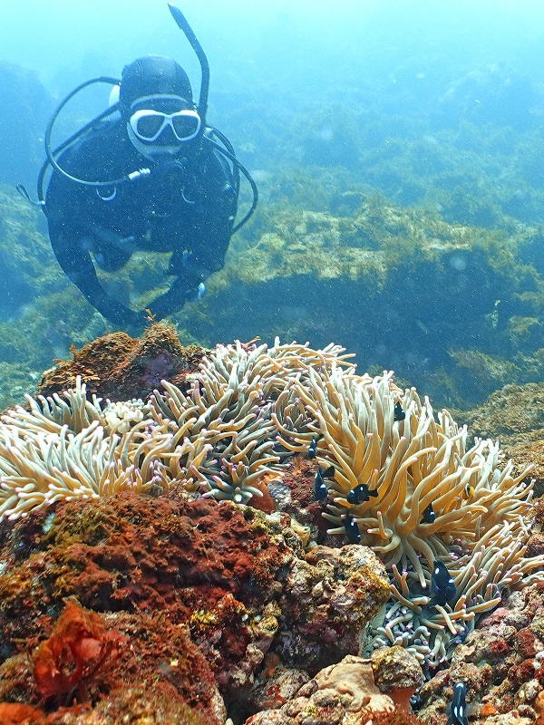 ミツボシクロスズメダイ＠富戸ビーチダイビングツアー