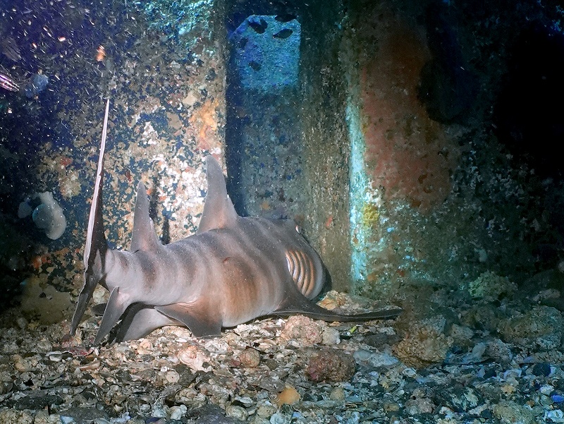 ネコザメ＠富戸ビーチダイビングツアー