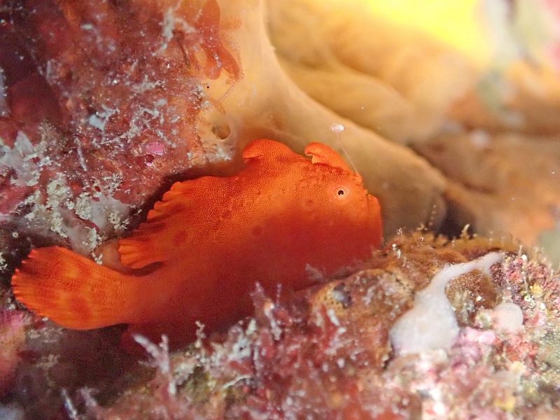 イロカエルアンコウ＠富戸ビーチダイビングツアー