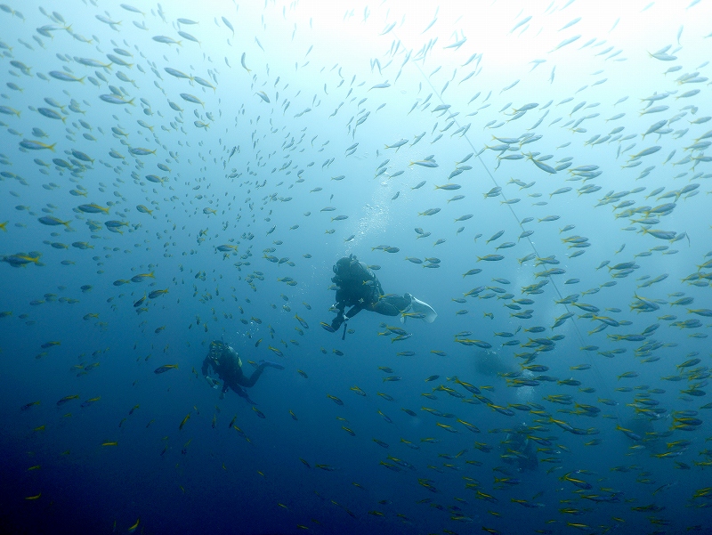 熱海沈船＠東京発神子元宿泊ツアー