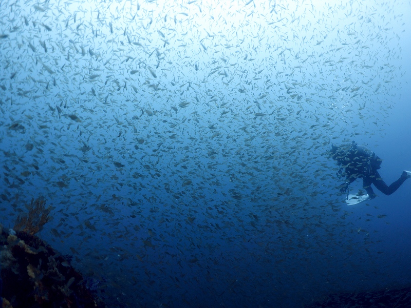 熱海沈船＠東京発神子元宿泊ツアー