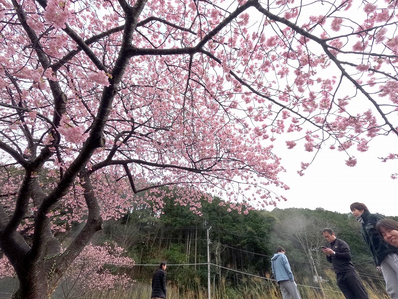 河津桜＠東京発神子元宿泊ツアー