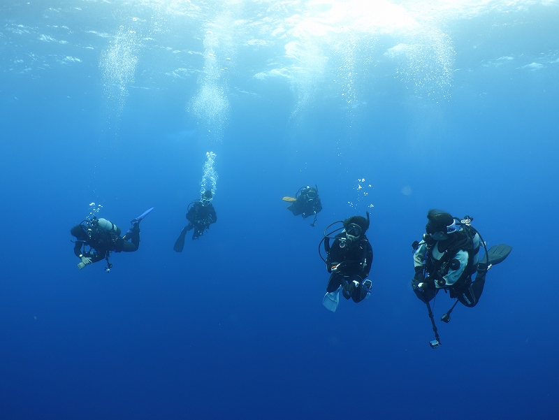 ドリフトダイビング＠東京発神子元宿泊ツアー