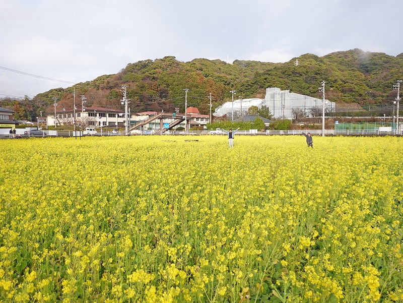 菜の花畑＠東京発神子元宿泊ツアー
