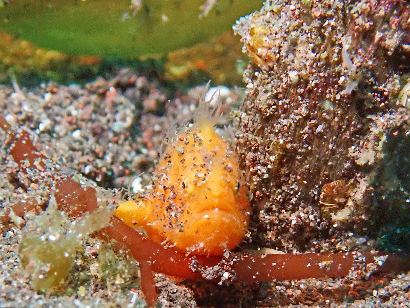 カエルアンコウ幼魚＠大瀬崎ダイビングツアー