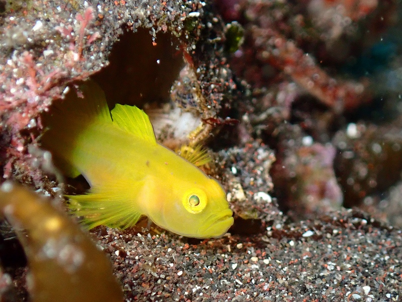 ミジンベニハゼ＠大瀬崎ダイビングツアー