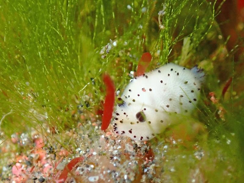 ゴマフビロードウミウシ＠大瀬崎ダイビングツアー