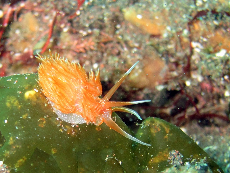 アカエラミノウミウシ＠大瀬崎ダイビングツアー