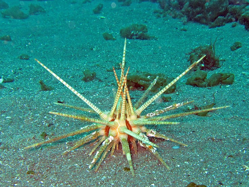 ノコギリウニ＠大瀬崎ダイビングツアー