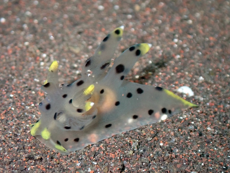 ツノザヤウミウシ＠大瀬崎ダイビングツアー