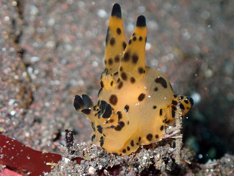 カンナツノザヤウミウシ＠大瀬崎ダイビングツアー