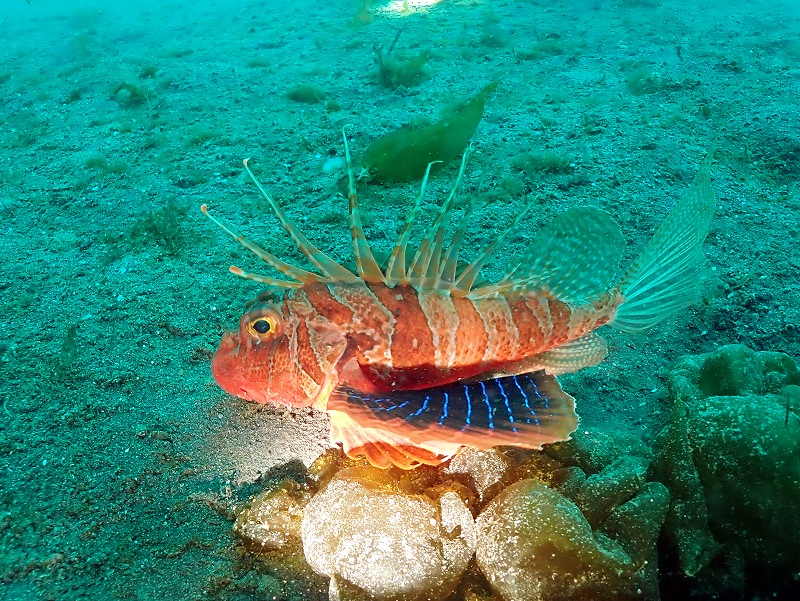 セトミノカサゴ＠大瀬崎ダイビングツアー