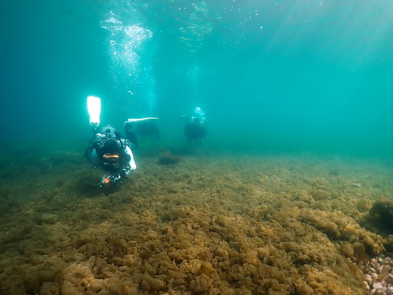 フクロノリ＠大瀬崎ダイビングツアー
