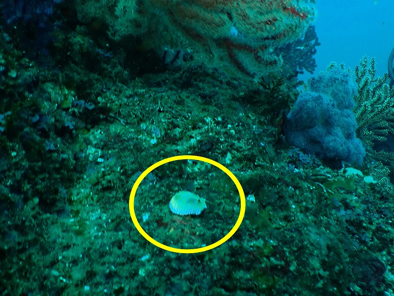 ボブサンウミウシ＠東京発熱海ダイビングツアー