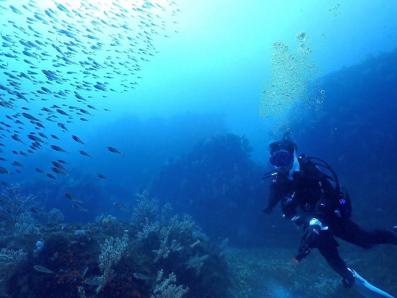 リフレッシュダイブ＠東京発熱海ダイビングツアー