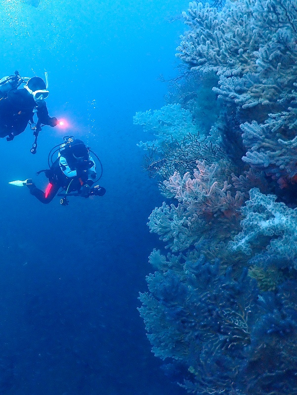 ソフトコーラル＠東京発熱海ダイビングツアー