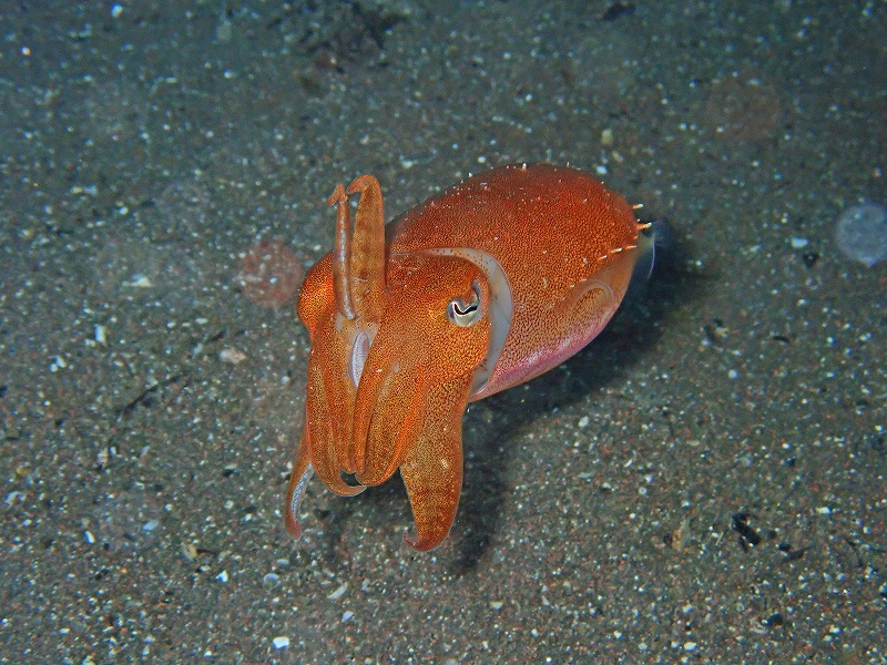 ダルマコウイカ@平日大瀬崎ダイビングツアー