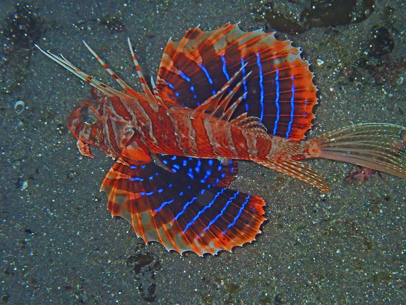 セトミノカサゴ@平日大瀬崎ダイビングツアー